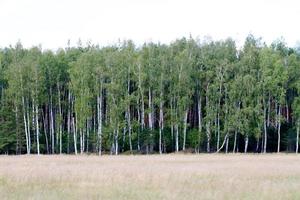 grass valley in forest during summer photo