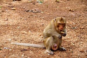 Monkey on  Jungle of Thailand photo