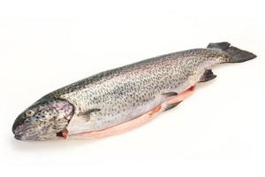 Raw trout fish isolated on white photo