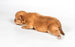 Chihuahua puppy on white background photo