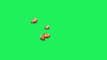 Animation orange cartoon fish on green background. video