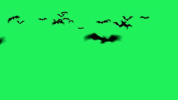 Animation silhouette bats with yellow moon on green background. video