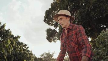 Latin farmer working in the coffee harvest on a sunny day in the field, sifting coffee beans. Cinematic 4K video