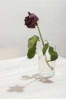 Single dead rose in a glass of water. Minimal still life image of a dry rose. photo