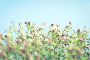 Close up blurry image of tiny flowers. photo