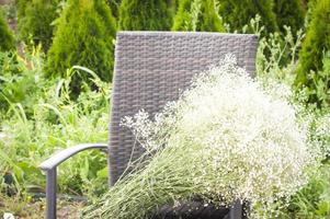 Bunch of herbs on a woven chair. photo