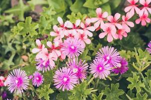 Close up view of beautiful red and pink flowers. photo