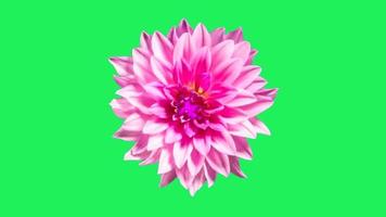 Realistic pink flower blooming on green background. video