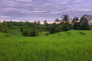 view of green rice fields in the afternoon with a circular terrace photo