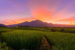 beauty morning view with sunrise at green paddy fields photo