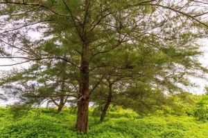 Natural scenery of pine trees lined the coast of Indonesia photo