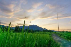view of green rice fields with morning dew and mountains with sunrise photo