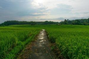 panoramic view of green rice fields and road infrastructure in Indonesia photo