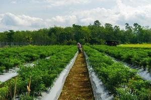 los agricultores de chile rojo están cosechando en el sector agrícola de indonesia foto