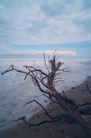 daytime beach scene with fallen dry tree photo