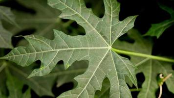 green chaya leaves. tropical plants dark nature background. photo