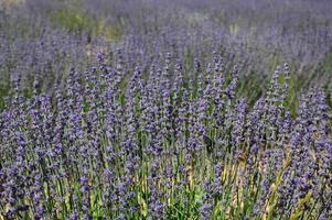 Zoom in a lavenders field photo