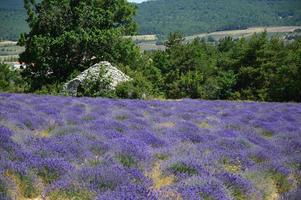 Zoom in a lavenders field photo