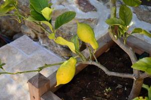 Small lemon tree photo