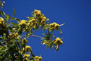 Zoom on a Chestnuts tree photo