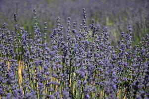 Zoom in a lavenders field photo