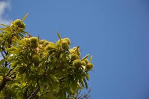 Zoom on a Chestnuts tree photo