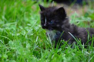 Kitten cat in the garden photo