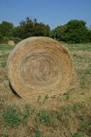 Hay roll in the field photo