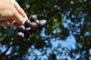 Grapes,Muscat in the hand photo