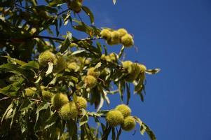 Zoom on a Chestnuts tree photo