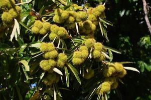 Zoom on a Chestnuts tree photo