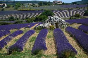 un borie en medio de un campo de lavanda foto