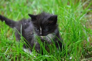 Kitten cat in the garden photo