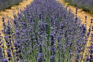Zoom in a lavenders field photo