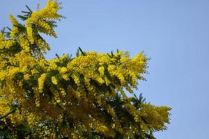 Mimosa tree in full bloom photo