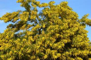 Mimosa tree in full bloom photo