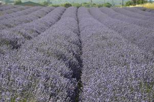 Zoom in a lavenders field photo
