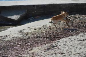 Dogs playing on the beach photo