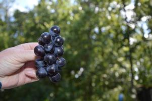 Grapes,Muscat in the hand photo