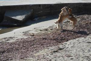 perros jugando en la playa foto