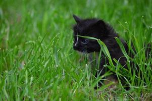 Kitten cat in the garden photo