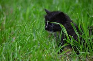 Kitten cat in the garden photo