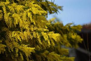 Mimosa tree in full bloom photo