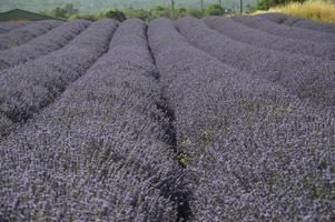 Zoom in a lavenders field photo