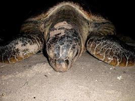 una tortuga está en la playa por la noche foto