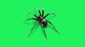 animación araña negra sobre fondo verde. video