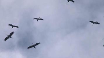 Schwarm asiatischer Openbill - Anastomus oscitans - fliegt während der Migrationssaison auf der Insel Phuket, Thailand, über den blauen Himmel. video