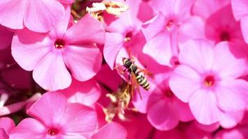 Wespenspeicher Honigtau aus gelber Dahlienblüte, Zeitlupe video