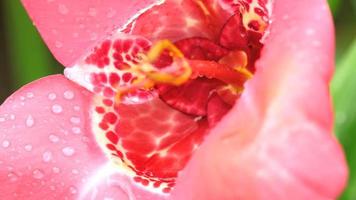 bloeiende roze tigridia pavonia-bloem met regendruppels ook bekend als pauwbloem video