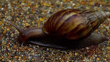 Snail gliding on the wet pavement. Large white mollusk snails with light brown striped shell video